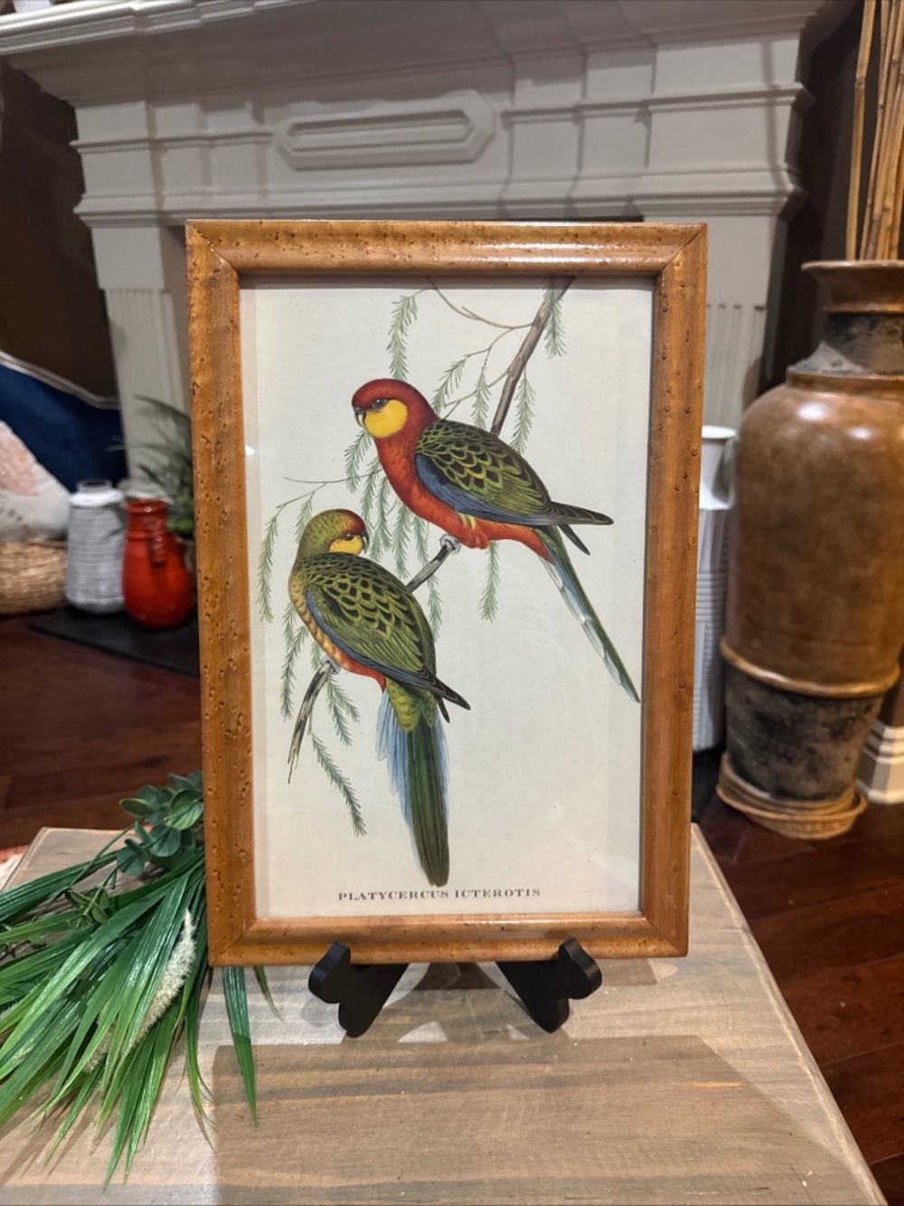 Antique John Gould Parrot Parakeet Platycercus Icterotis Bird Print Framed